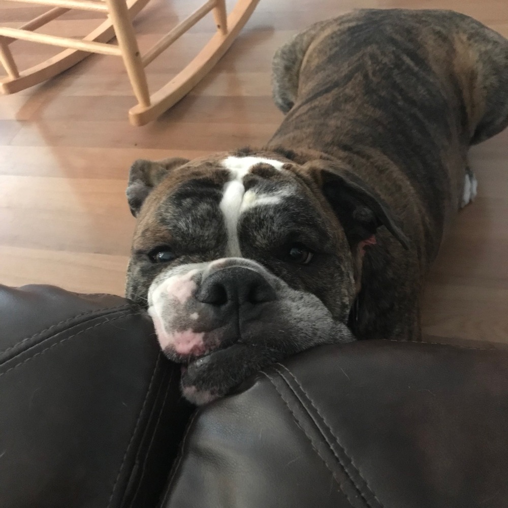 Meet your Posher, Brynn
